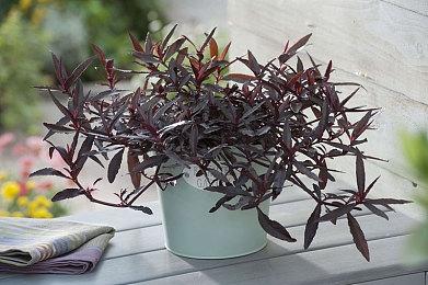 《艾尔登法环》官推发布新图 “不祥之兆”马尔基特